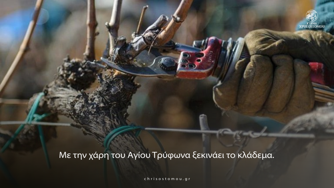 Η έναρξη της εποχής κλαδέματος στον αμπελώνα